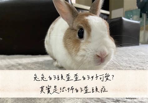 養兔子好嗎|【新手必看】養兔子要注意什麼？8個兔奴的注意事項